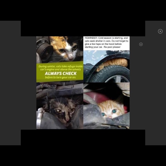 So many unwanted unloved kittens left to starve! - Picture 3 of 4